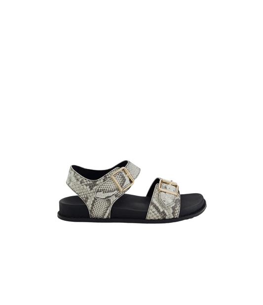 Ziera Hastice